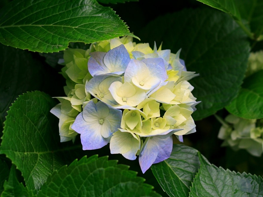 Concours jardins fleuris